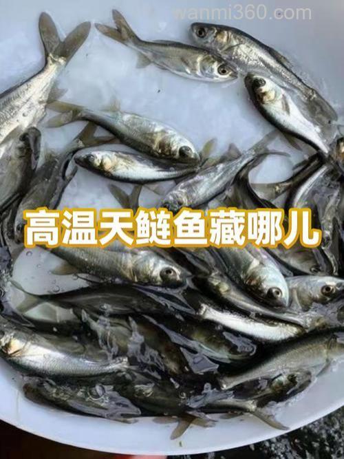 为什么九月鲢鱼都在浅水？
