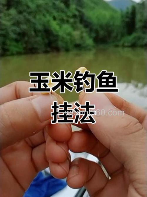 玉米野钓草鱼的关键要点,钓位选择及技巧全解析