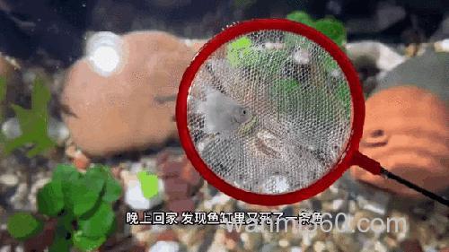 养了一年的鱼不欢实了
