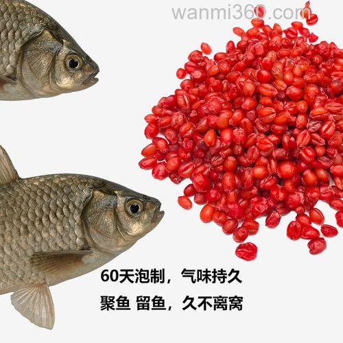 黑坑麦粒窝料?