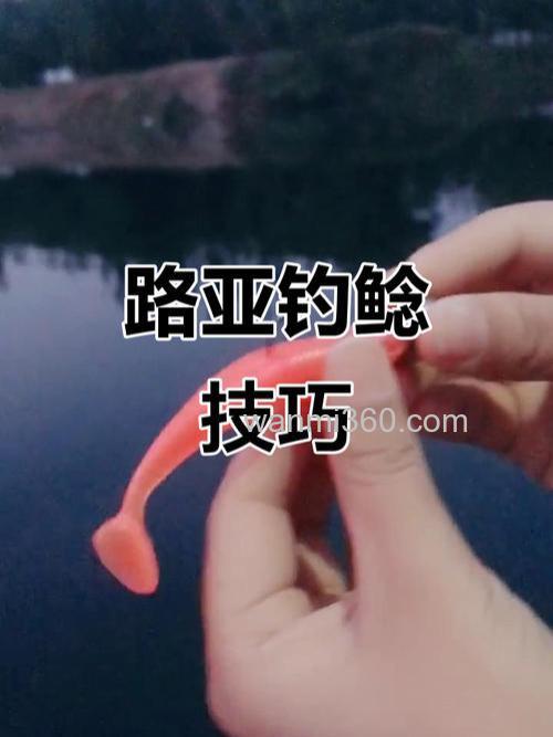 路亚钓鯰鱼用什么饵？