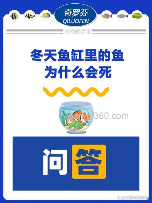 冬天的鱼为什么总是死?