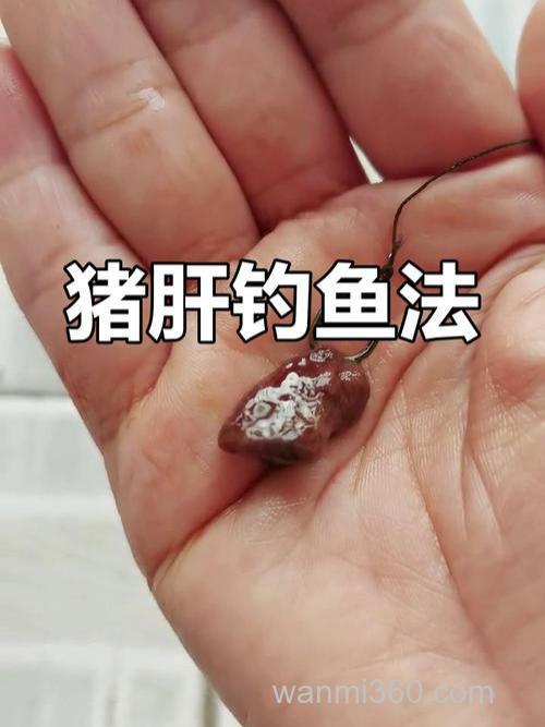 猪肝剁碎跟全能香饵料搅拌钓鱼怎么样？