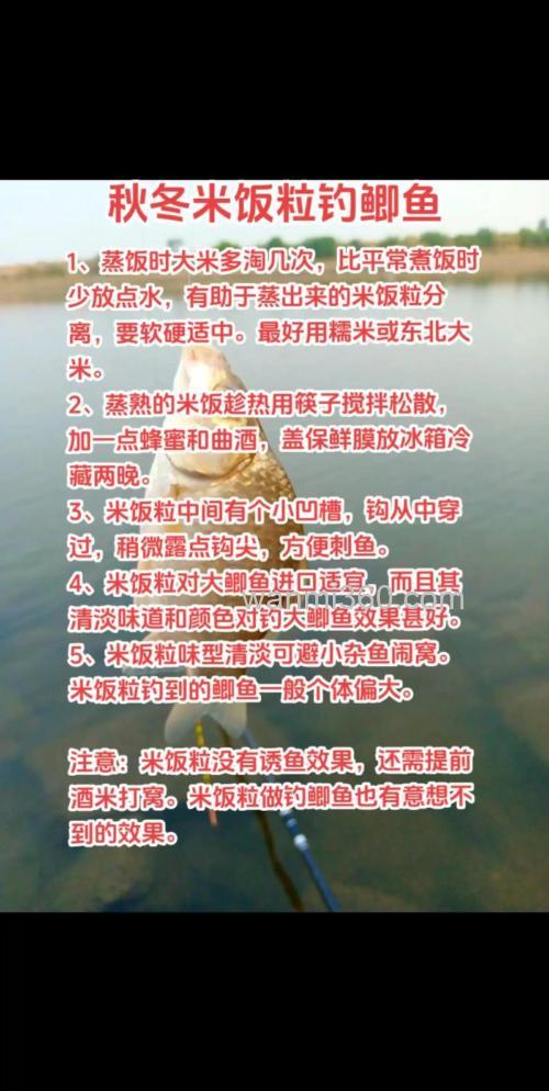 鲫鱼吃米粒还是熟米？
