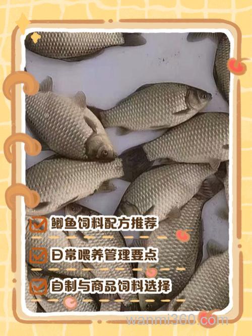 家养鲫鱼喂什么?