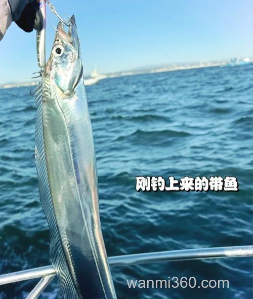 青岛海钓八带鱼技巧:掌握习性、选对钓点,显著提升渔获量