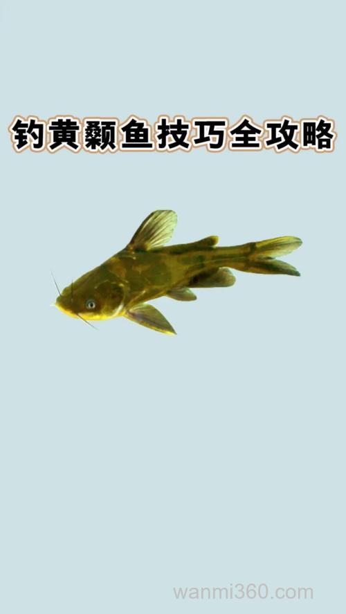 黄骨鱼鲢鱼怎么钓?