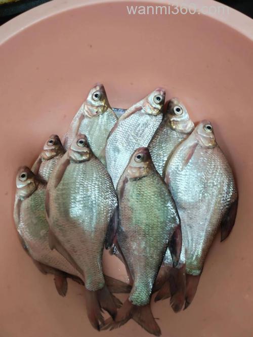 大眼鳊晚上能钓吗？
