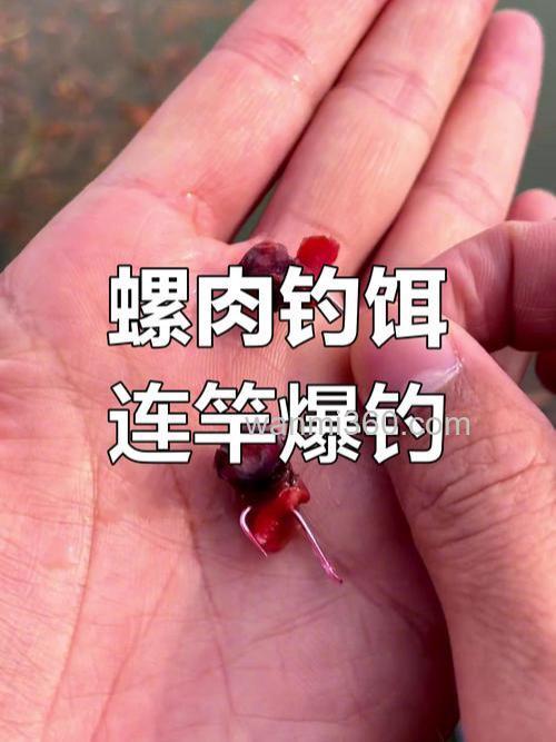 用螺狮肉怎样钓鲤鱼
