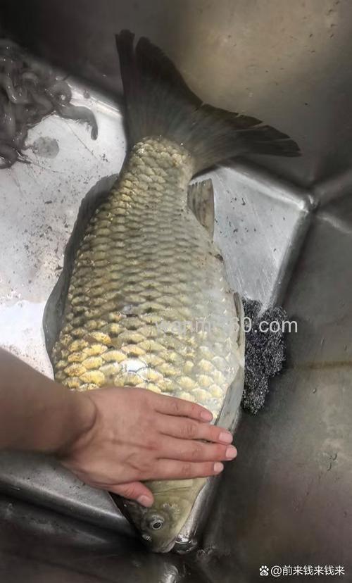 我用火腿肠也能钓到大鲫鱼,为啥那多人花高价买商品饵还钓不着鱼?
