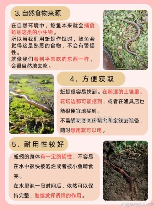 钓鲶鱼用什么鱼饵最好？