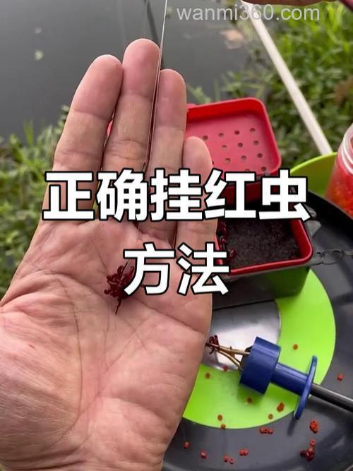 怎样用红虫钓鲫鱼?