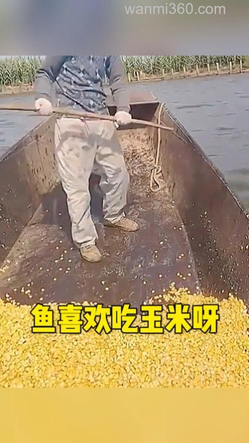 什么鱼喜欢吃玉米