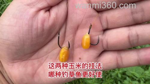 钓草鱼用玉米还是蚯蚓?