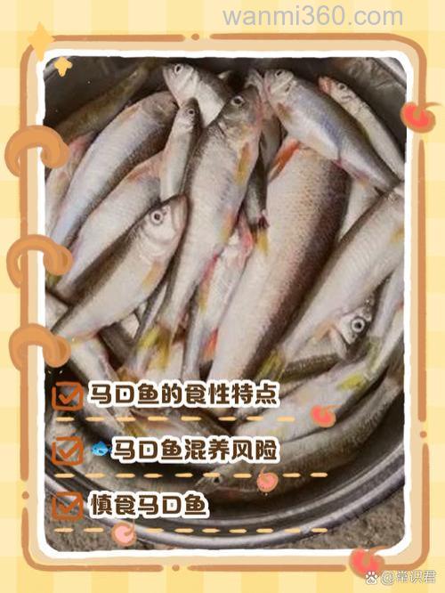 鱼吃一下就停口了怎么办？