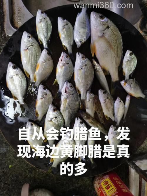 钓腊鱼料制作教程?