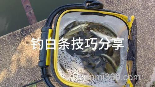 夏季水库钓白条的两个技巧