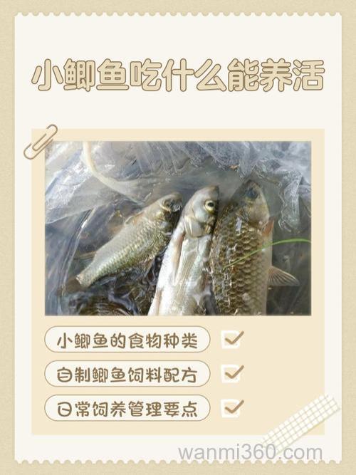 钓到的小鲫鱼能养活么怎么饲养