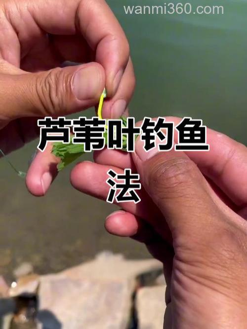如何在钓芦苇丛钓鱼?用芦苇叶钓草鱼挂钩怎么挂?