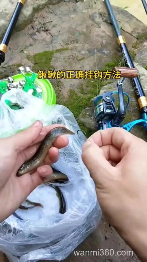 泥鳅钓鲶鱼怎样挂钩正确？