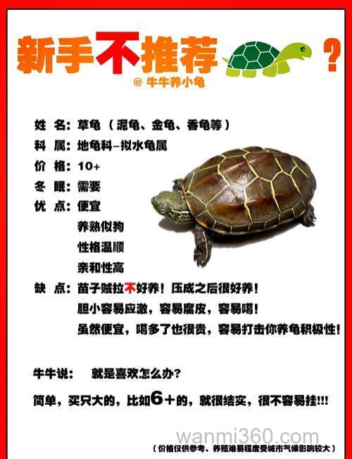 乌龟要怎么养才最好?
