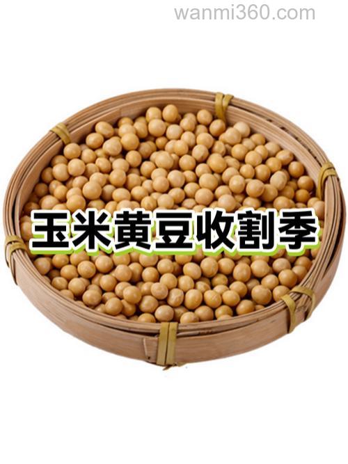炒玉米。黄豆钓鲤鱼配方