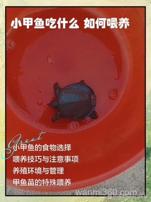 甲鱼食料加猪油可以喂甲鱼吗?
