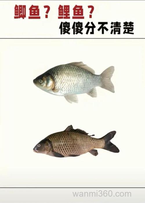 鲫鱼饵和鲤鱼饵的区别?