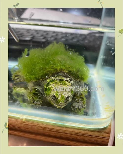 怎么清洗绿毛龟?