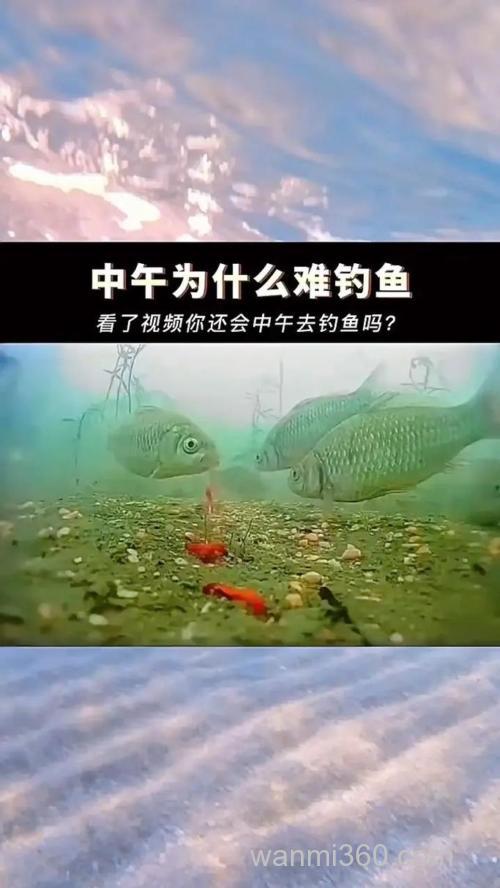 为什么说神仙难钓午时鱼?解析中午为啥不好钓鱼的原因