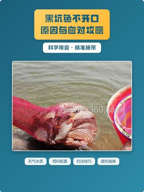 鱼儿不开口肯定是这几个原因?