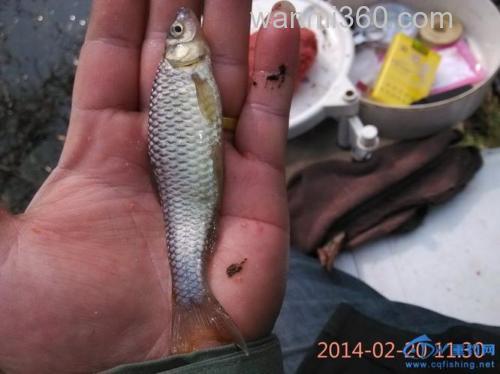 海之南水库擒鲫 艳遇白富美