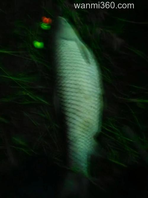 仲秋夜钓草鱼钓底还是钓浮?