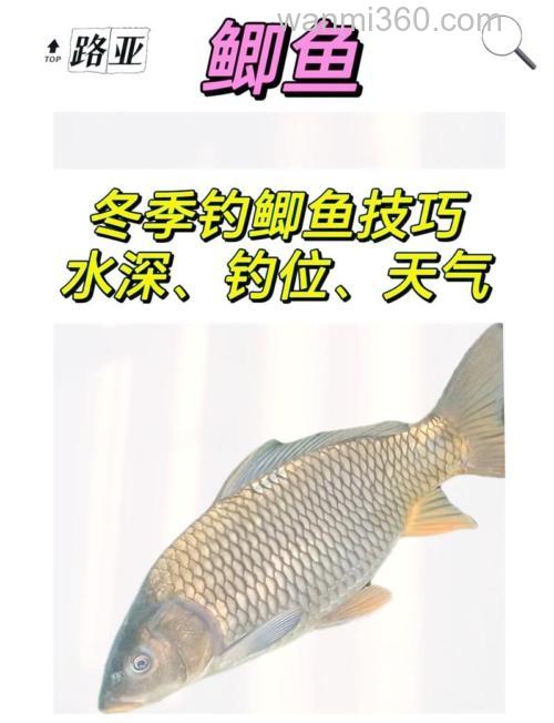 冬季钓鲫鱼水深多少合适？建议不超过4米！