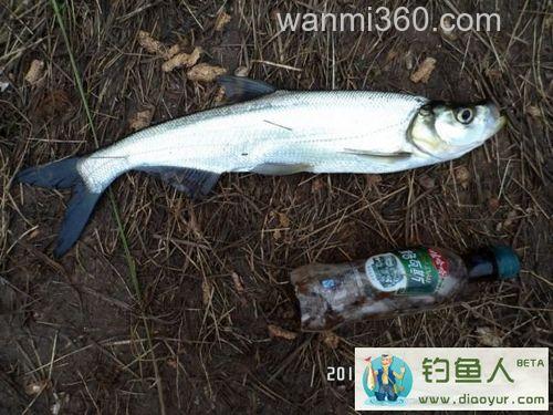 马年忆钓之冬钓鲁班水库收获颇丰