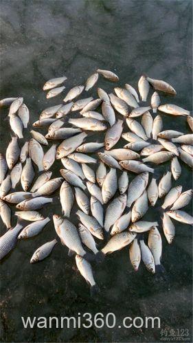 冬季北方水库冰钓用红虫钓大鲫鱼[白鳍豚]
