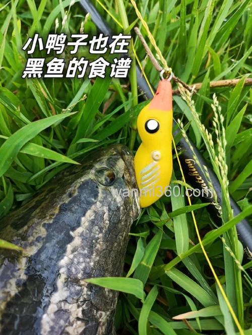 小黄鸭饵料哪款适合野钓？
