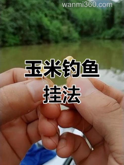 钓草鱼玉米怎么挂钩?