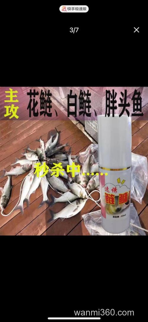 冬天钓鲢鳙用草莓味还是腥味？