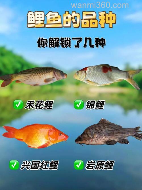 野钓之王钓鲤鱼配比？