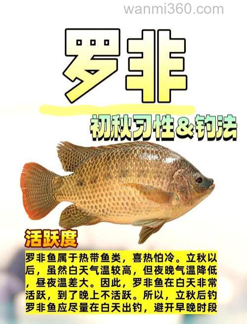 秋天钓罗非鱼怎么钓?