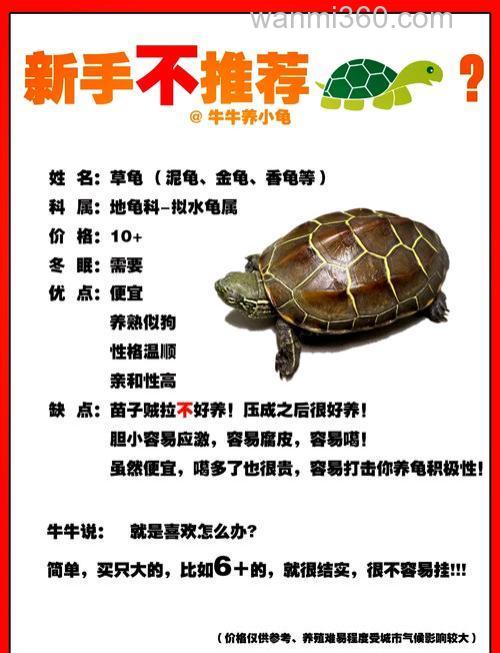 市场买的龟怎么养活?