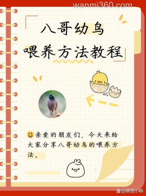 八哥怎麽养？