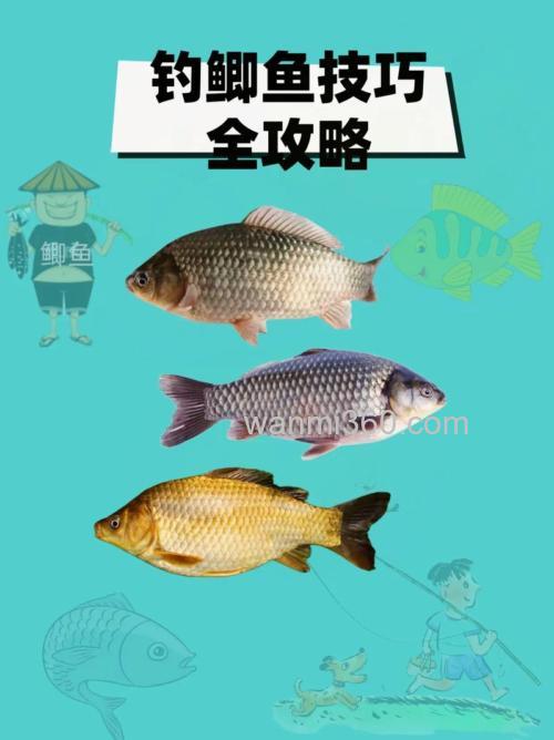 秋季钓鲫鱼的最佳方法和技巧