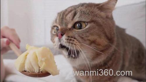 猫咪能闻榴莲吗?
