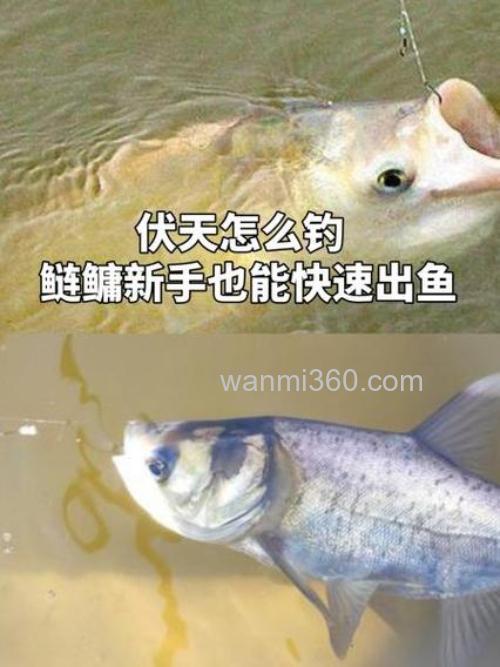 伏天怎么钓鲢鳙?