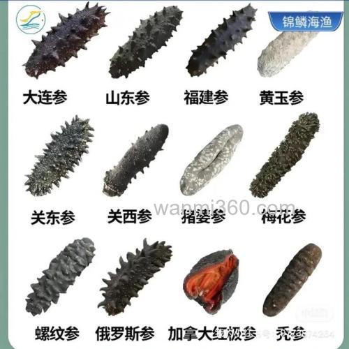 威海塔岛湾海参是野生的吗?