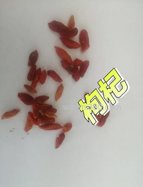 枸杞泡酒可以钓鱼吗?