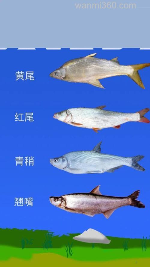 青稍和翘嘴怎么区分?
