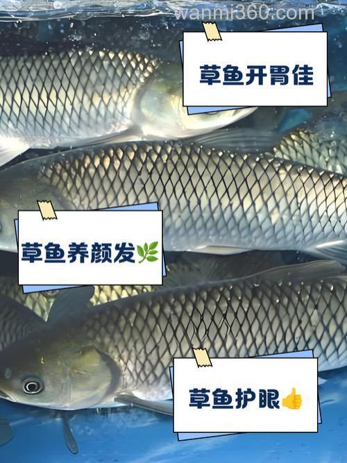 大型湖库草鱼喜欢吃什么食物?